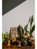 The Kinfolk Garden How to live with nature