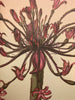 Vanilla Fly Flower pink