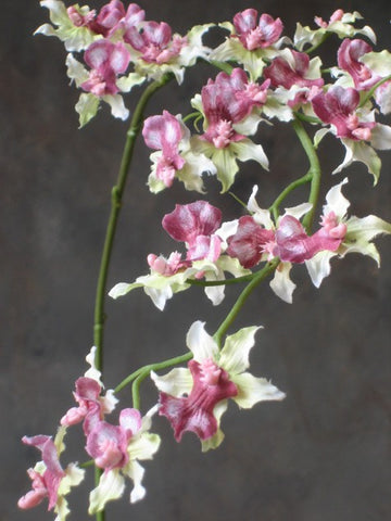 Kunstbloem Oncidium orchidee tak 72cm dark pink/green